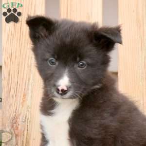 Tyler, Border Collie Mix Puppy