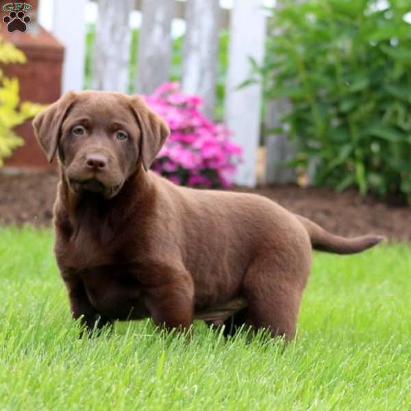 Tyler, Chocolate Labrador Retriever Puppy