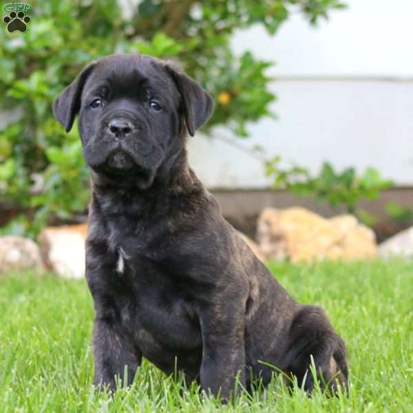 Tyler, Cane Corso Puppy