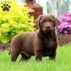 Tyler, Chocolate Labrador Retriever Puppy