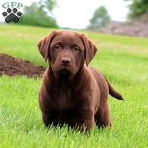 Tyler, Chocolate Labrador Retriever Puppy