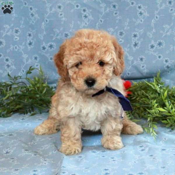 Tyranny, Cockapoo Puppy