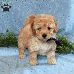 Tyranny, Cockapoo Puppy
