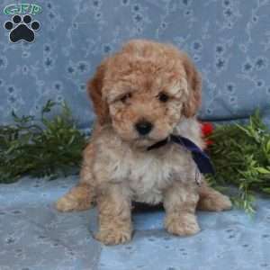 Tyranny, Cockapoo Puppy