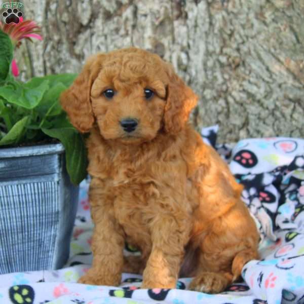 Valen, Cavapoo Puppy