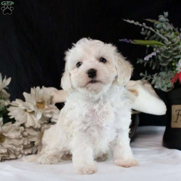 Valerie, Maltipoo Puppy