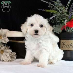Valerie, Maltipoo Puppy