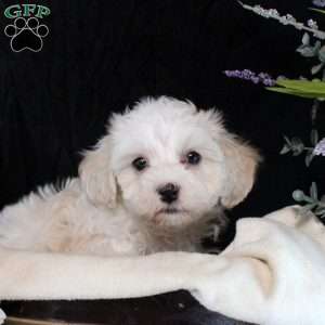 Valerie, Maltipoo Puppy