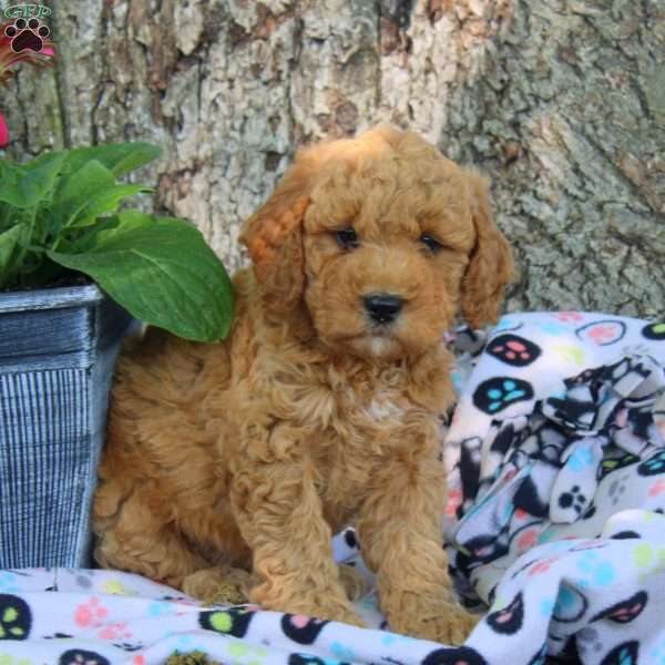 Valor, Cavapoo Puppy