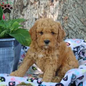 Valor, Cavapoo Puppy