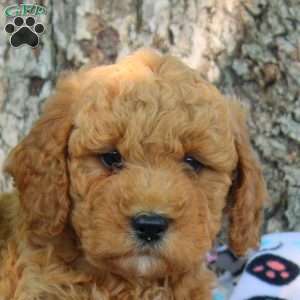 Valor, Cavapoo Puppy