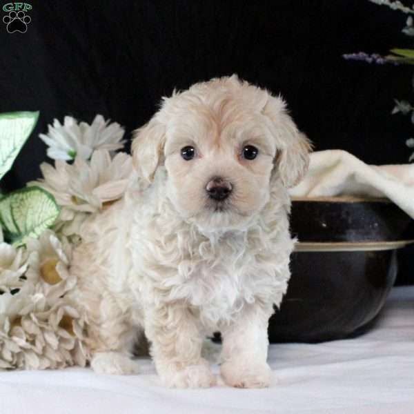 Vanessa, Maltipoo Puppy