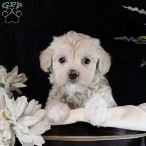 Vanessa, Maltipoo Puppy