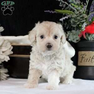 Vanessa, Maltipoo Puppy