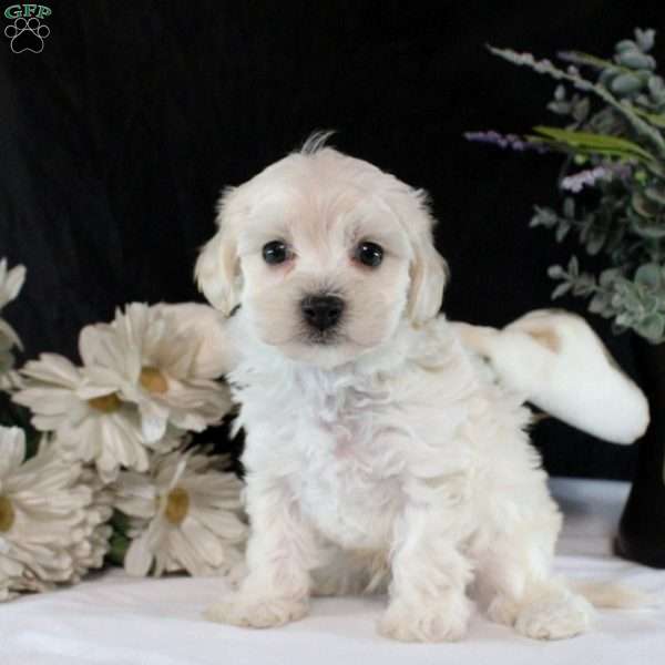 Vesper, Maltipoo Puppy