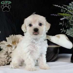 Vesper, Maltipoo Puppy