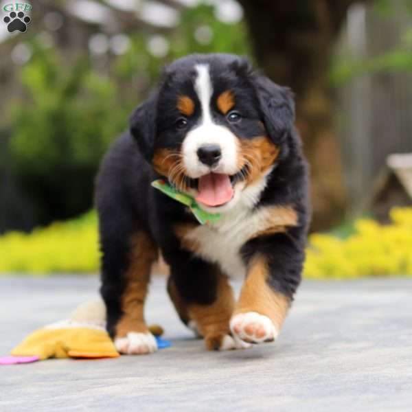 Victor, Bernese Mountain Dog Puppy