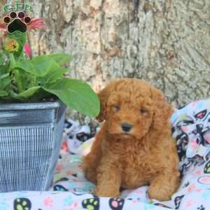Victor, Cavapoo Puppy