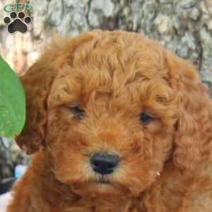 Victor, Cavapoo Puppy