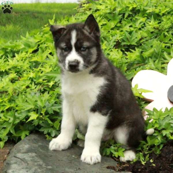Vigo, Siberian Husky Puppy