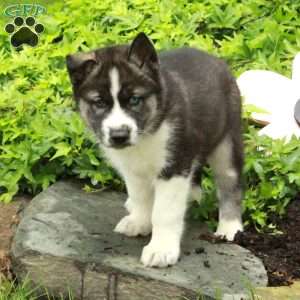 Vigo, Siberian Husky Puppy