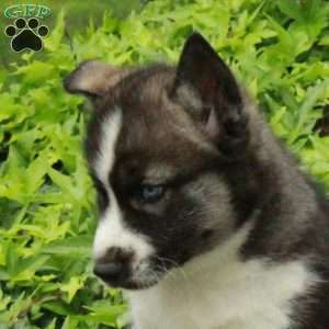 Vigo, Siberian Husky Puppy