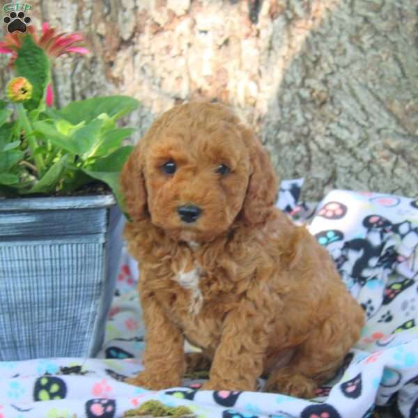Vince, Cavapoo Puppy