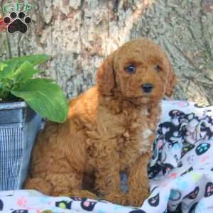 Vince, Cavapoo Puppy