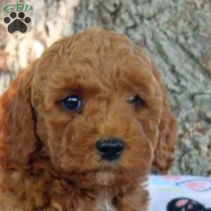 Vince, Cavapoo Puppy