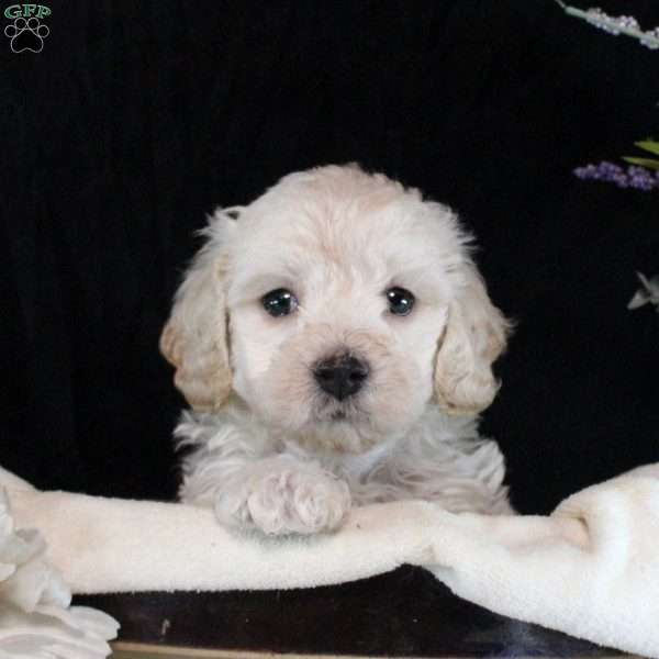 Vincent, Maltipoo Puppy