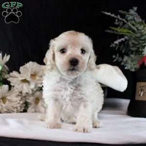 Vincent, Maltipoo Puppy