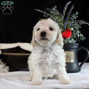 Vincent, Maltipoo Puppy