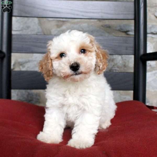 Vinny, Bich-Poo Puppy