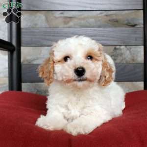 Vinny, Bich-Poo Puppy