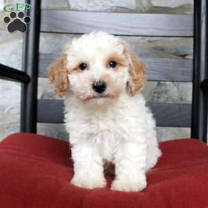 Vinny, Bich-Poo Puppy