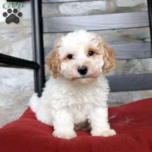 Vinny, Bich-Poo Puppy