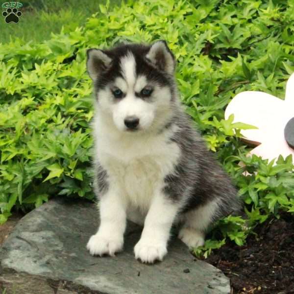 Violet, Siberian Husky Puppy