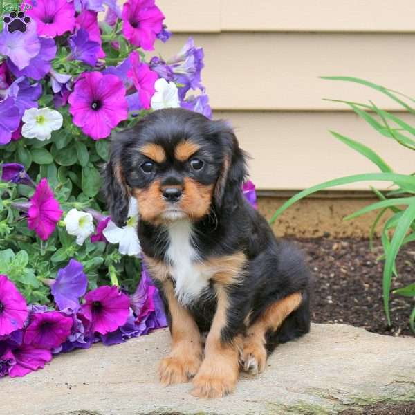 Violet, Cavalier King Charles Spaniel Puppy