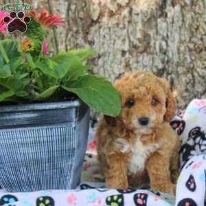 Violet, Cavapoo Puppy
