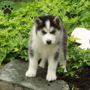 Violet, Siberian Husky Puppy