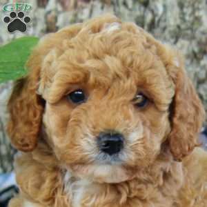 Violet, Cavapoo Puppy