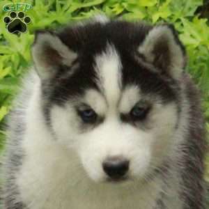 Violet, Siberian Husky Puppy
