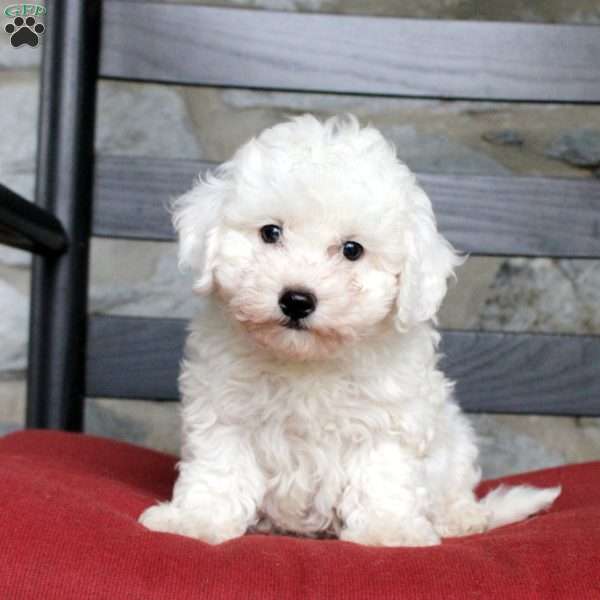Violet, Bich-Poo Puppy