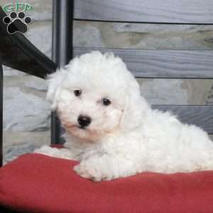Violet, Bich-Poo Puppy