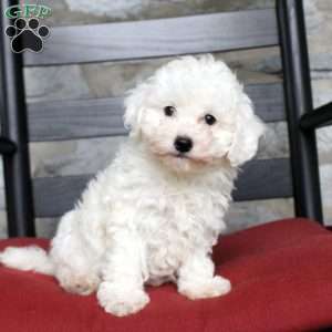 Violet, Bich-Poo Puppy
