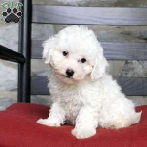 Violet, Bich-Poo Puppy