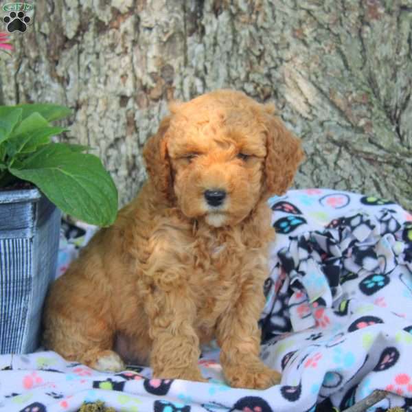 Vito, Cavapoo Puppy