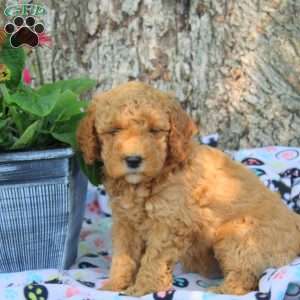 Vito, Cavapoo Puppy