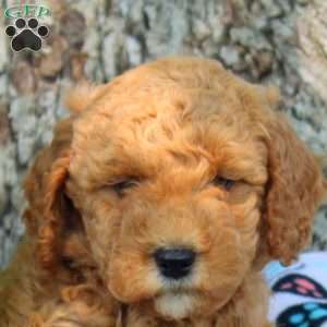 Vito, Cavapoo Puppy