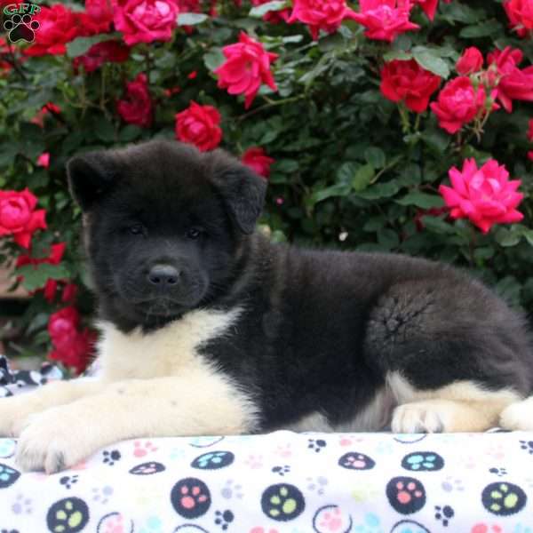 Wade, Akita Puppy